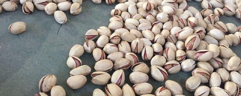 fandoghi pistachio price per kilo