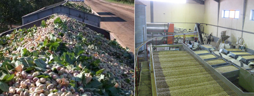 largest pistachio exporter