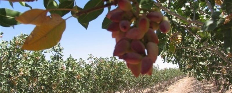 tabriz pistachio supplier iran