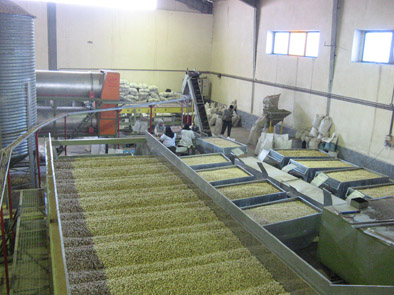 the pistachio factory