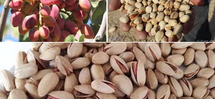 biggest pistachio producer in the world