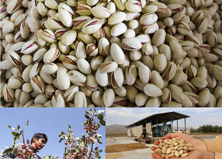 The pistachio company in iran