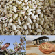 The pistachio company in iran