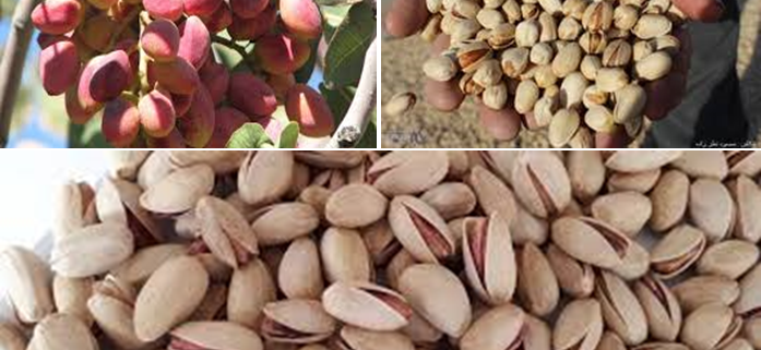 pistachio export countries