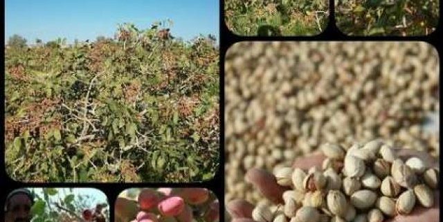 pistachio import export