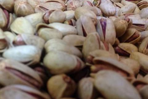 pistachio seeds sale