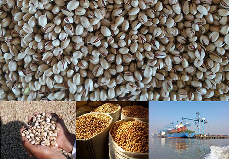 pistachio wholesale price india