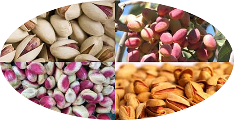 largest exporter of pistachios