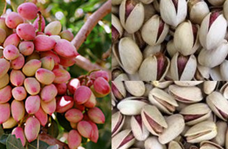 iranian pistachios toronto