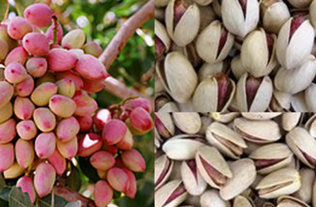 iranian pistachio nuts