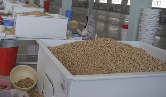 largest producer and exporter of pistachios