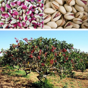 persian pistachio nuts