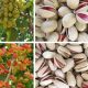 pistachio nuts wholesale price