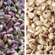 buy iranian pistachio nuts