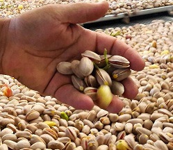 Bulk buy shelled pistachios online