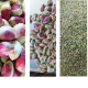 Buy pistachio kernels from iran