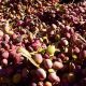 Iran rafsanjan pistachio producers