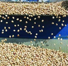 best price for pistachio nuts wholesale