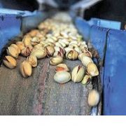 bulk pistachio seeds for sale