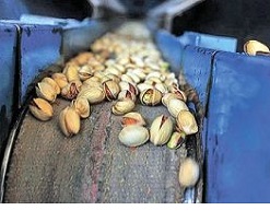 bulk pistachio seeds for sale