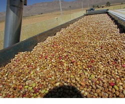 bulk wholesale pistachios suppliers