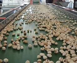 aflatoxin on pistachios for sale
