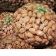 iran pistachio bulk sales