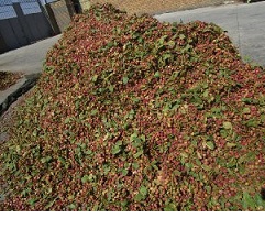 iranian pistachio nuts export