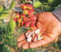 organic pistachio kernels
