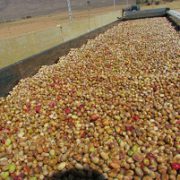 the pistachio factory in iran country