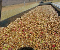 the pistachio factory in iran country