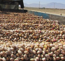 pistachio nuts wholesale price in iran