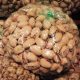 pistachio wholesale price in iran 2017