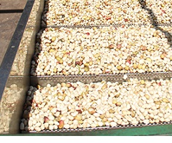 pistachios export company in iran