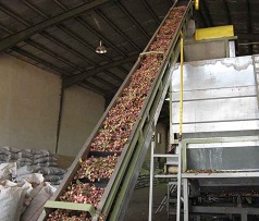 pistachios factory