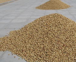 wholesale pistachio nuts online