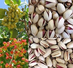 Persian pistachios for sale bulk