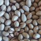 Pistachio nuts suppliers in iran