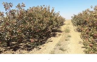 iran pistachio production