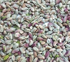 pistachio nuts for sale in bulk