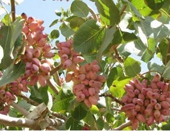 pistachio producers iran