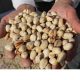 aflatoxin in pistachio nuts