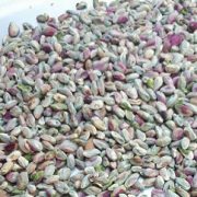 raw green pistachio for sale
