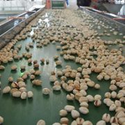 wholesale pistachio sellers