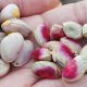 bulk pistachio kernels wholesale uk