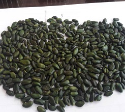 iranian pistachio kernels
