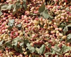 pistachio export from Iran