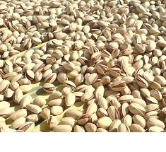 best pistachio company in iran