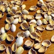 buy pistachio shells