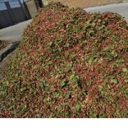 buy pistachio wholesale in iran